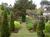 Specimen yew framed by avenue of Thuja "Smaragd"